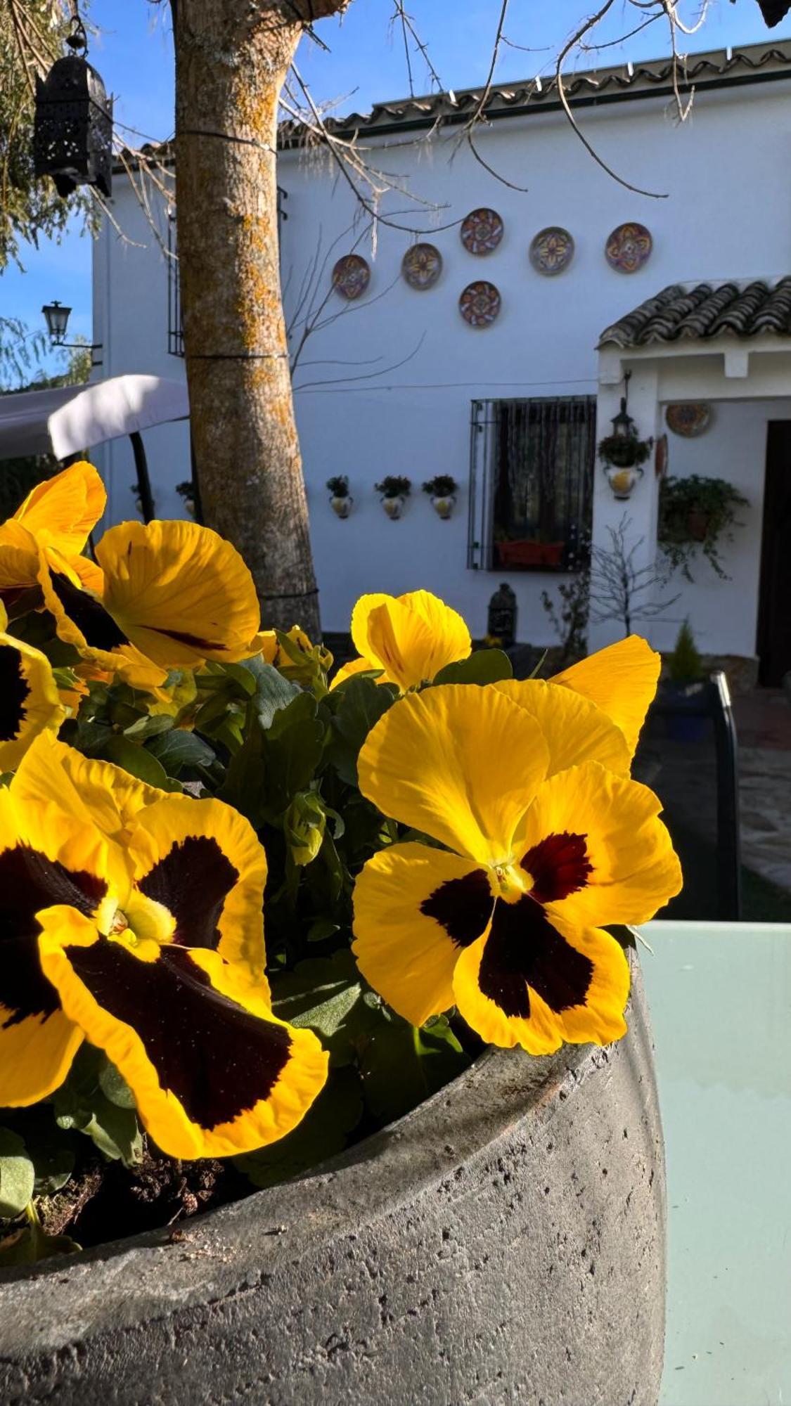 Cortijo Rodeo. Alojamiento Rural Carcabuey Esterno foto